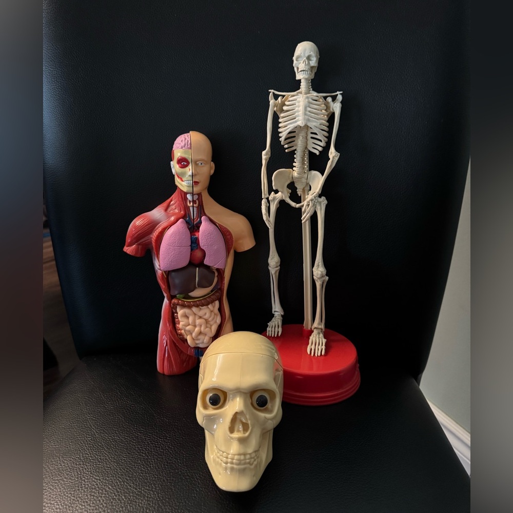 Human Anatomy Models